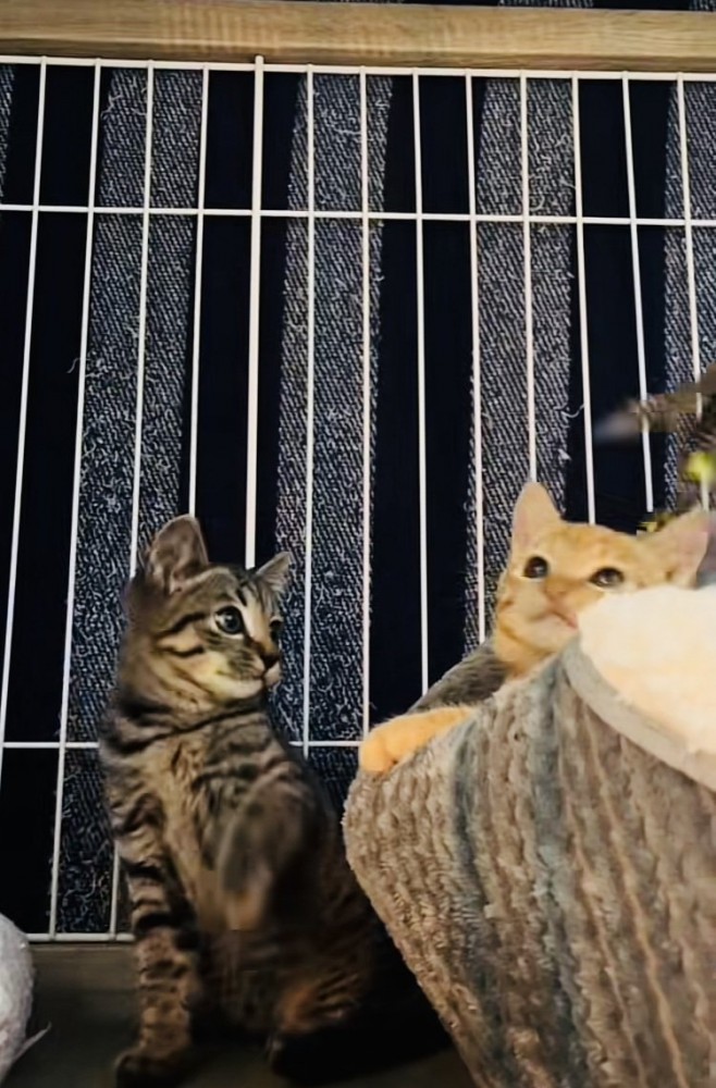 ケージの中で飼い主に遊んでもらう2匹の子猫