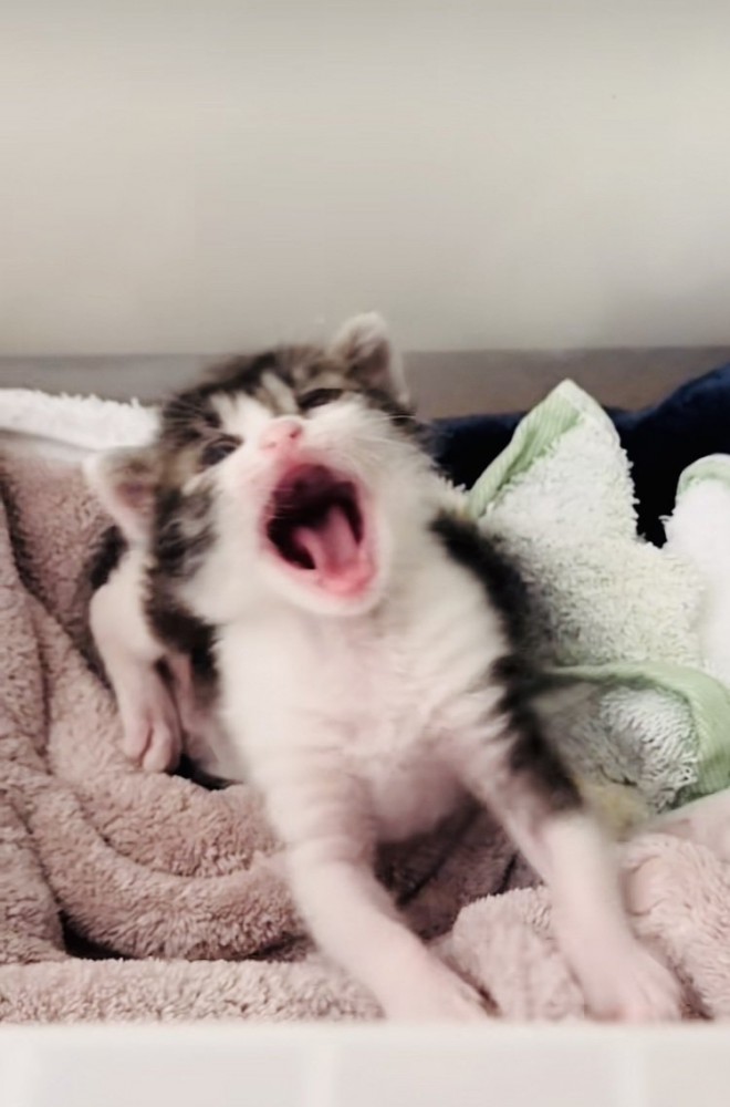 毛布の上であくびをする赤ちゃん猫