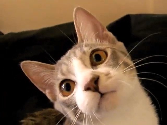 喋り始めるモアレちゃん