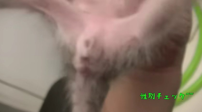 仰向けにされる子猫