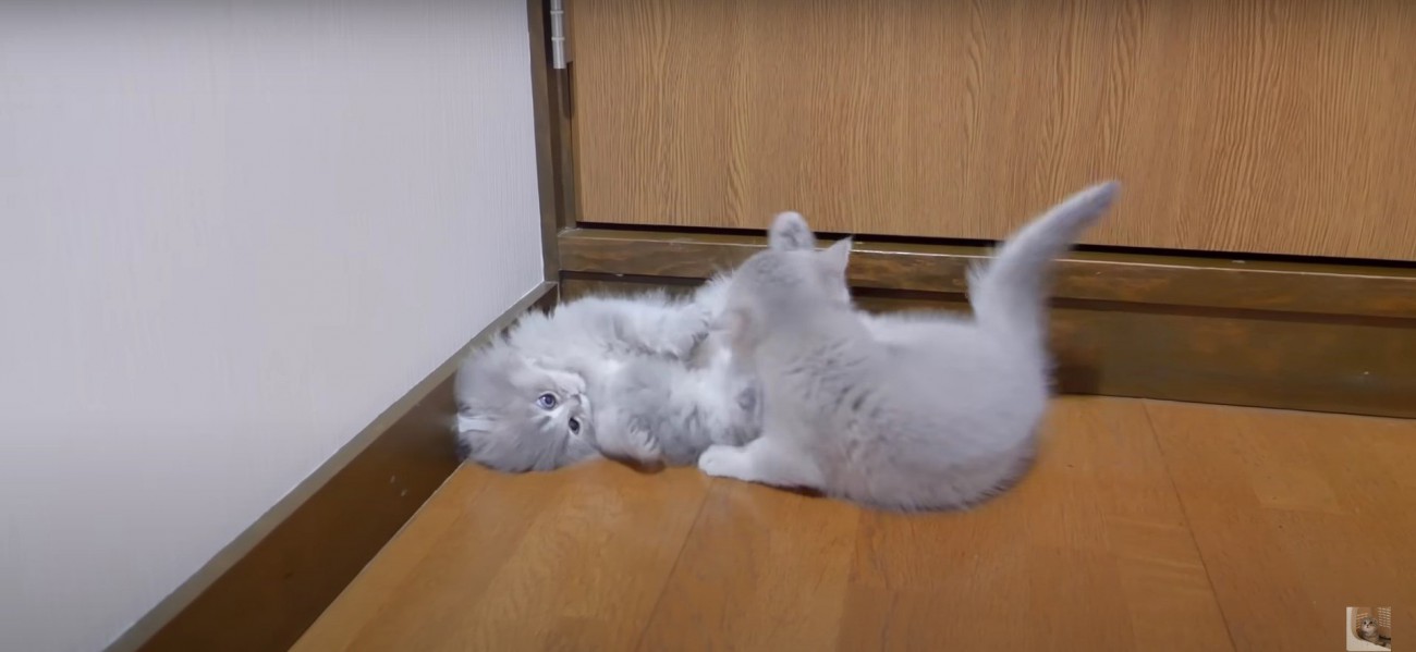 2匹の子猫%％元気いっぱい