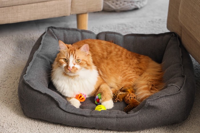 猫ベッドの中の猫とおもちゃ