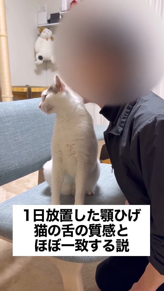 飼い主のアゴヒゲに頭をすり寄せる猫
