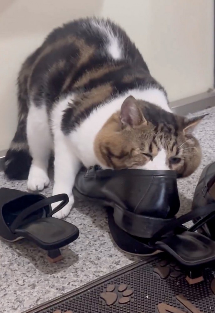 恍惚な表情の猫