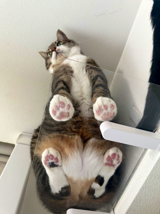 キャットステップに乗るキジ白