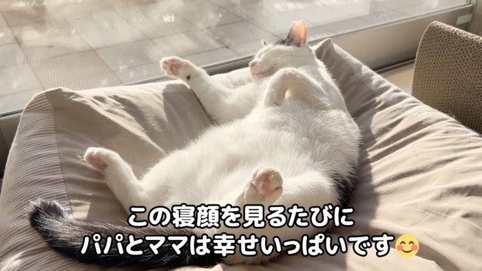 仰向けの猫
