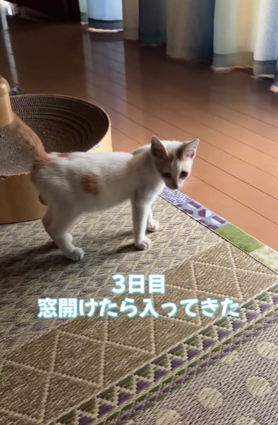 おうちに入ってきた子猫
