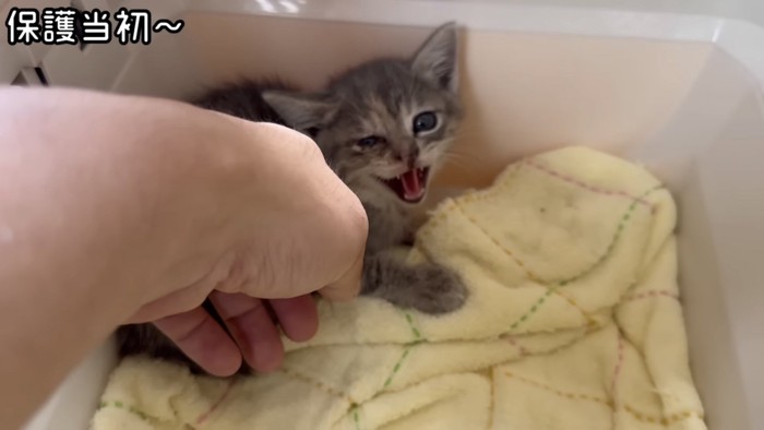 撫でられる猫の写真