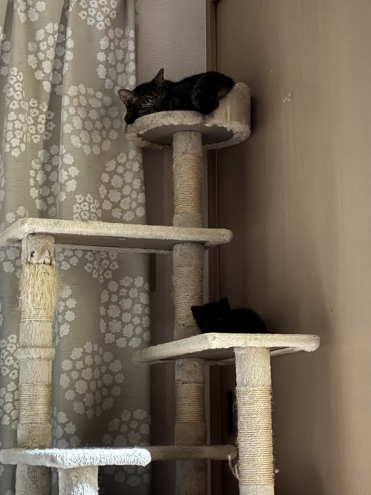 先輩猫と一緒にキャットタワーで寝る子猫