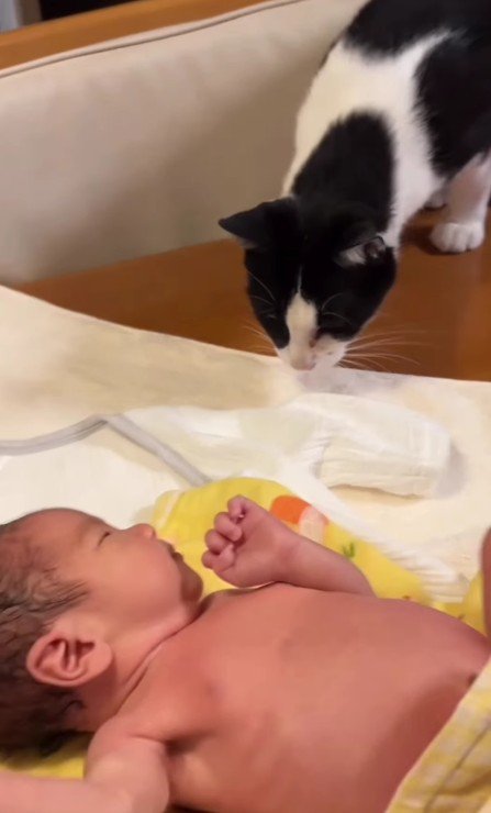 赤ちゃんを見ている猫
