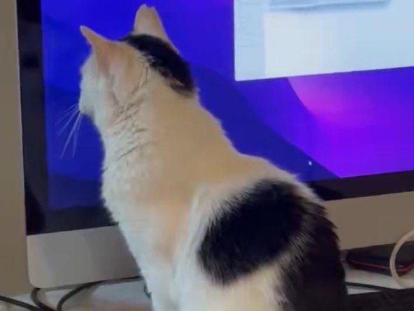 パソコンのディスプレイを見つめる猫