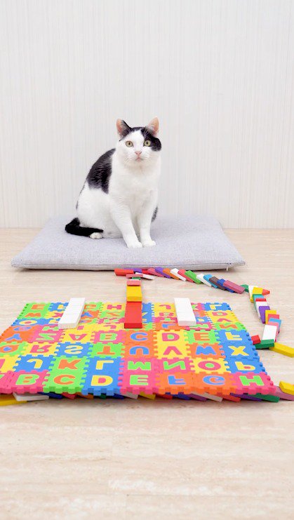 目を丸くしてカメラを見つめる猫