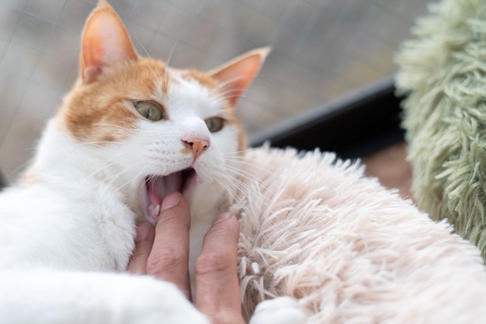 手を噛む猫 茶トラ白