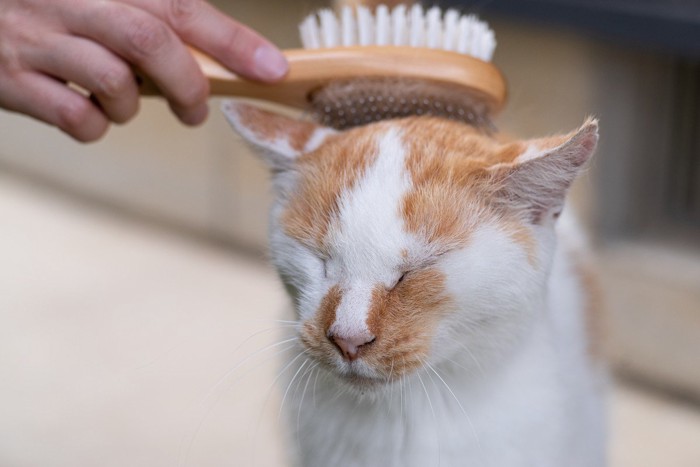 頭をブラッシングされる猫