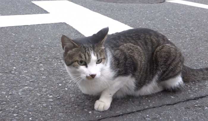 地面に座る猫