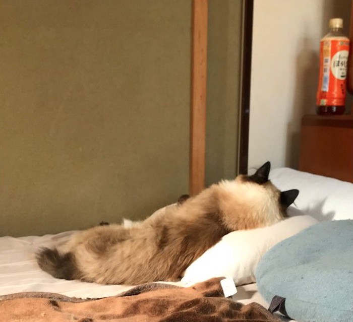 壁に顔を向けて横になる白黒猫