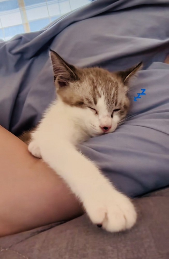 飼い主の腕の中で寝る子猫