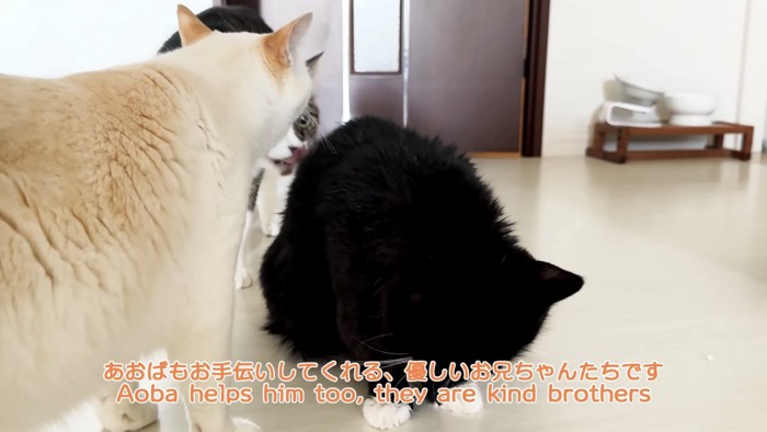 「あおばもお手伝い...」のテロップ写真