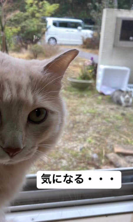 外猫を気にする猫