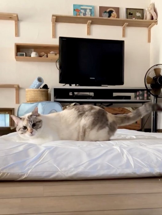 身体は左を向き、顔だけこちらを見ている猫