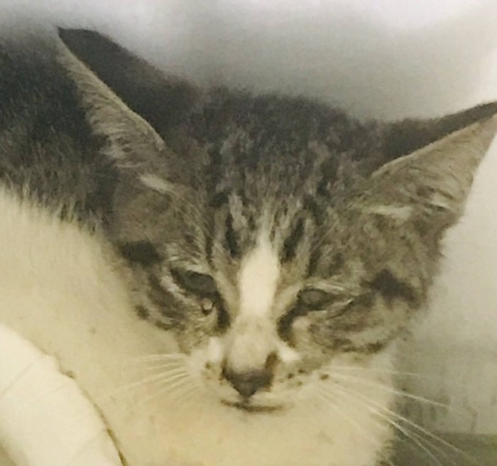 ケガをした子猫