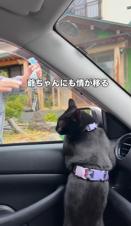 車の窓から外を見る猫
