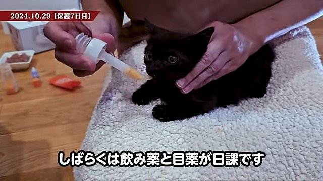 薬を飲ませてもらう子猫