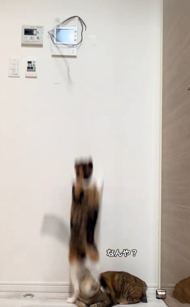 キジ猫の頭を踏む三毛猫