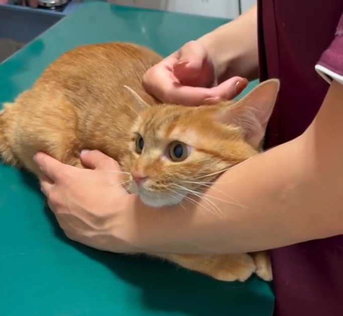 診察台上の茶トラ