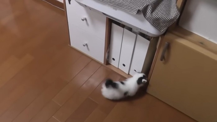 棚の隙間に入ろうとする豆大福くん