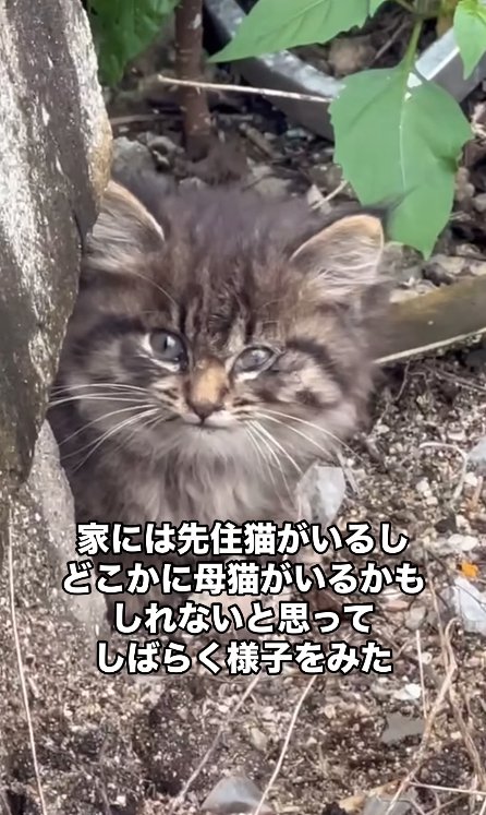 土の上でカメラを見つめる子猫