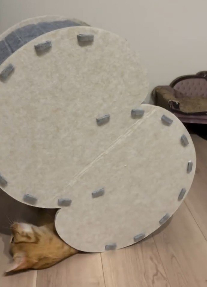 ハウスから顔が滑り出てきた猫1
