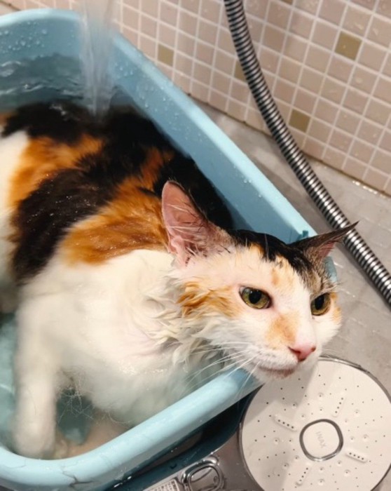 お風呂に入って気持ち良さそうな表情になっている三毛猫
