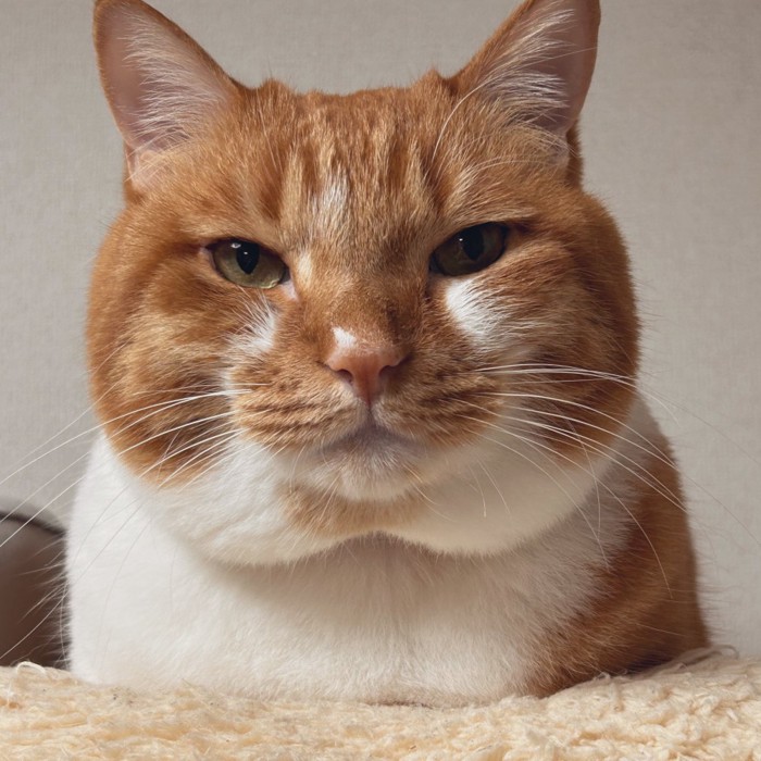 お手手ないないするごま太郎くん