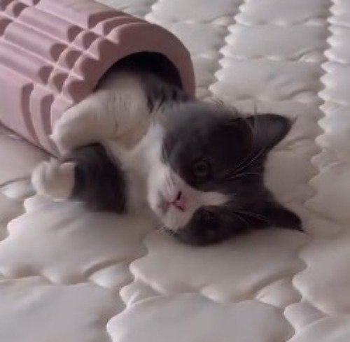フォームローラーの穴から出ている猫の顔