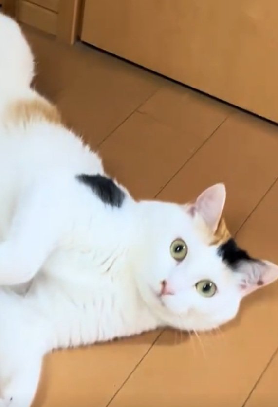 凝視する猫