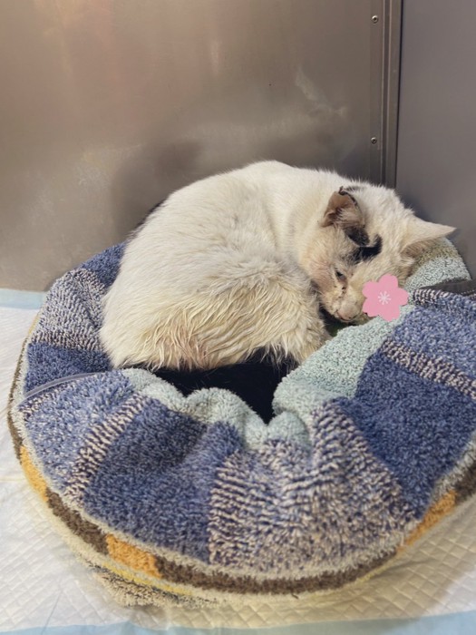 保護されたばかりのよもぎちゃん