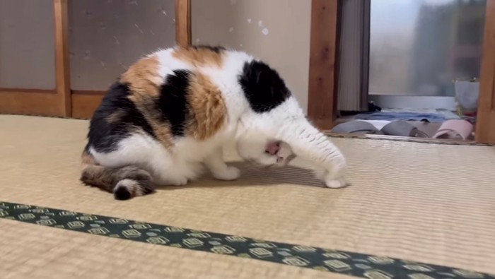 脇の下を舐める猫