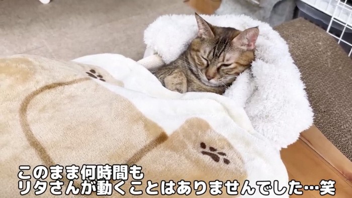 毛布にくるまったまま動かない猫