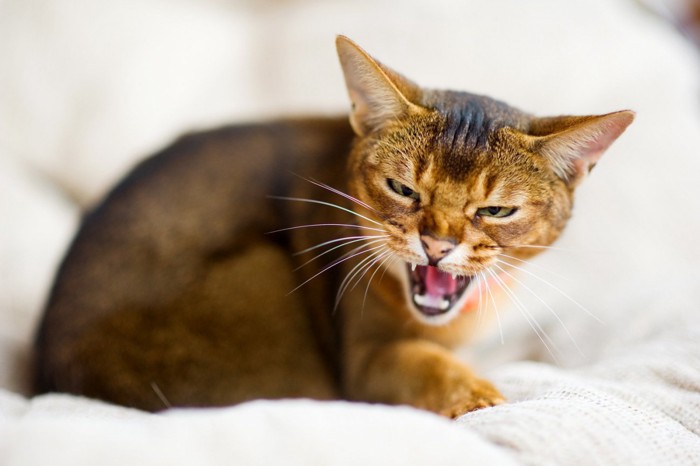 シャーと言って怒っている猫