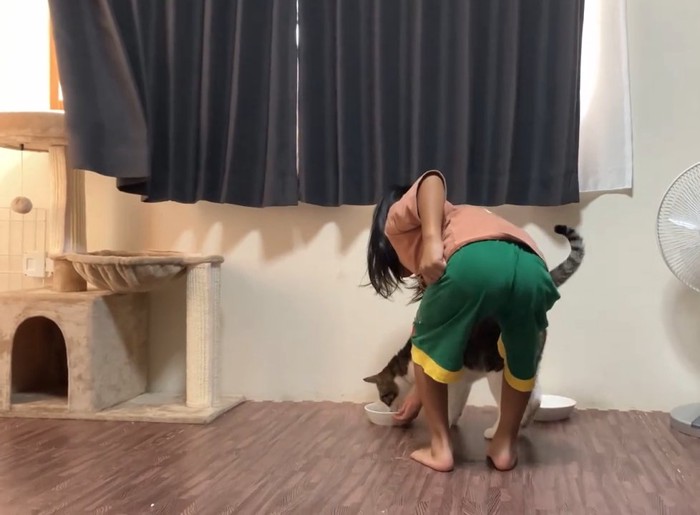 ごはんをもらう猫