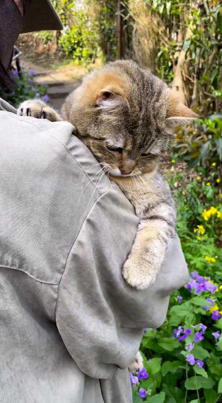 前足を握ったり開いたりする猫