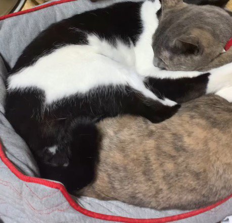 猫用ベッドに入って一緒に眠る2匹の猫