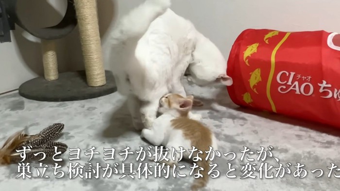 白猫の後ろ足を噛む子猫