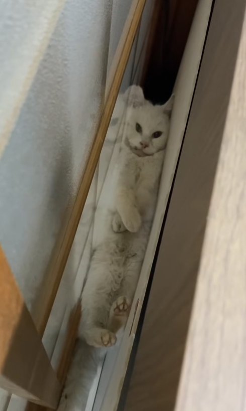 ドアとベッドの隙間に挟まっている猫アップ