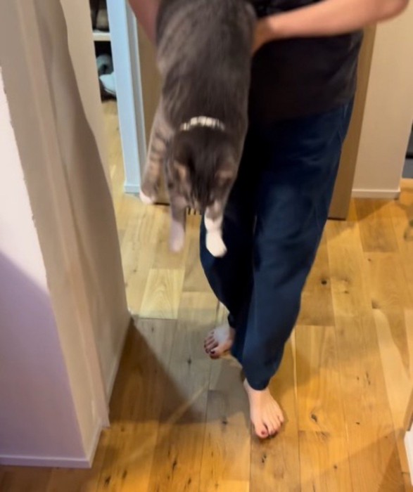 女性に抱っこされている猫