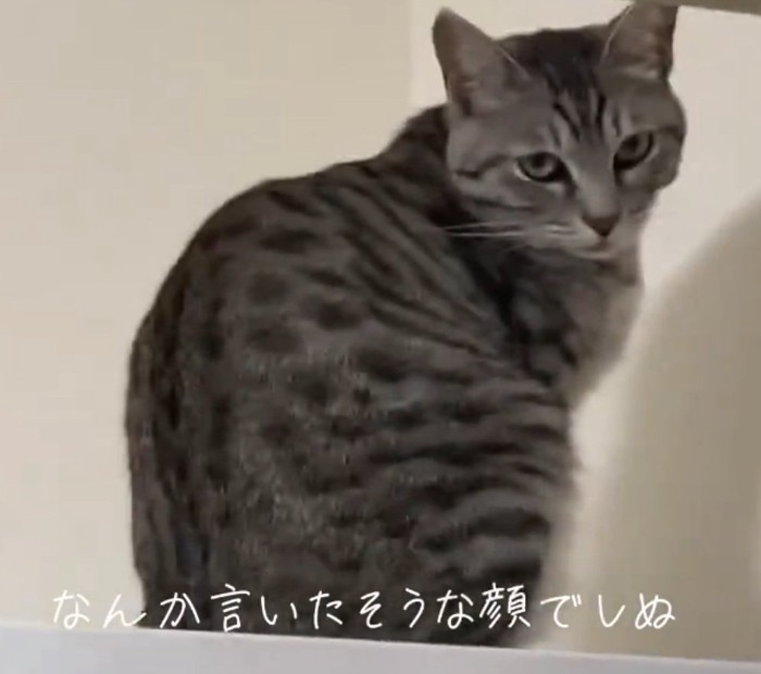 睨む猫