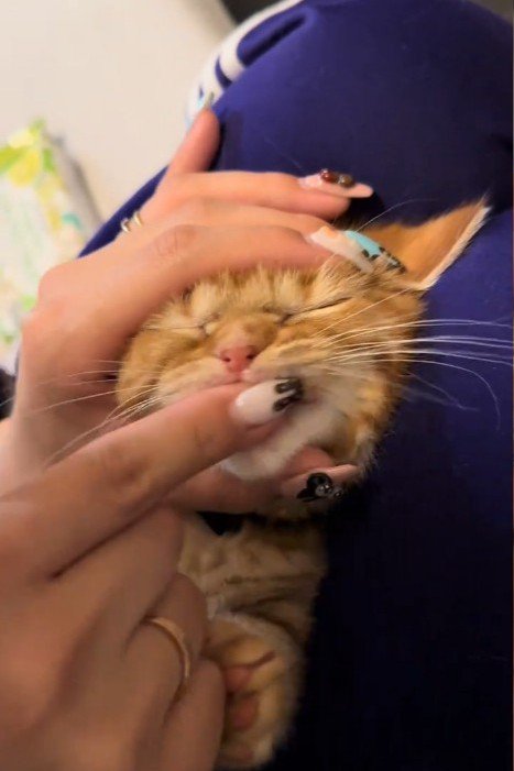 鼻にシワを寄せる子猫