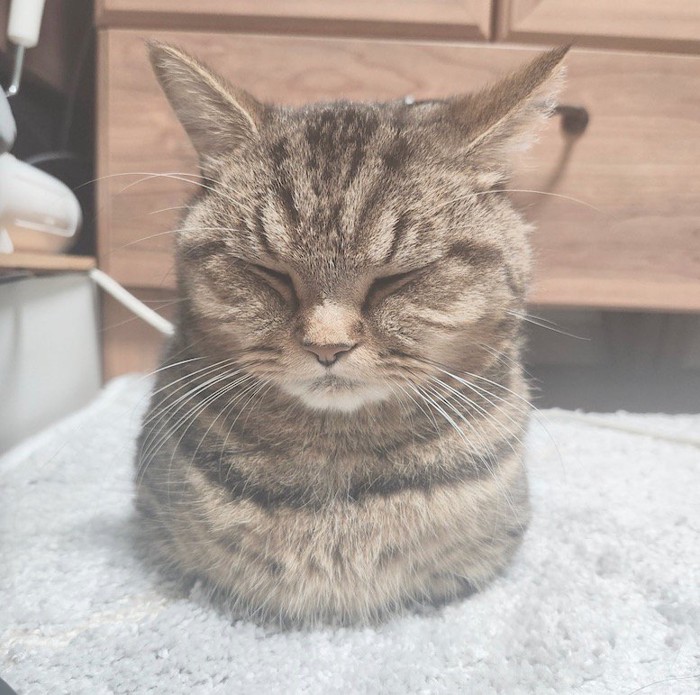 目を閉じて香箱座りをする猫