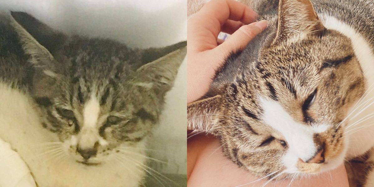 猫のビフォーアフター